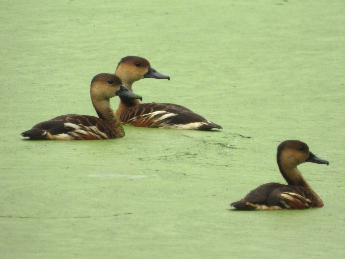 オオリュウキュウガモ - ML644582396