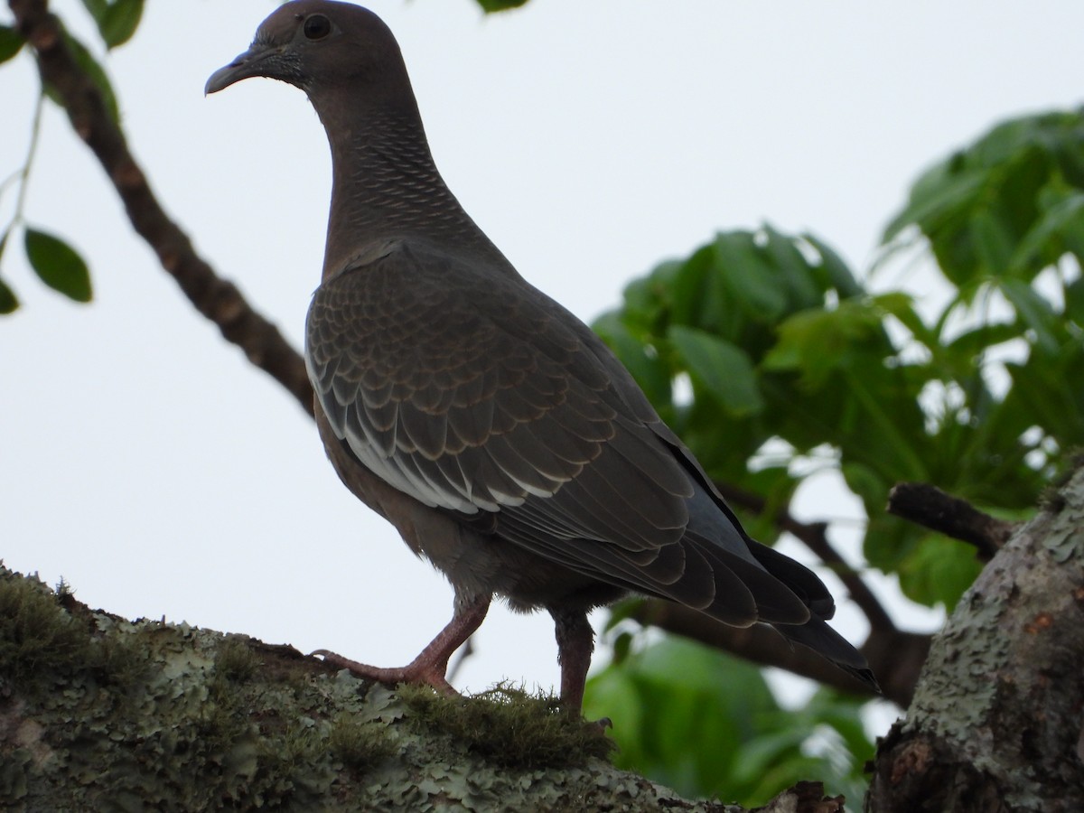 Темнохвостый голубь - ML644582399