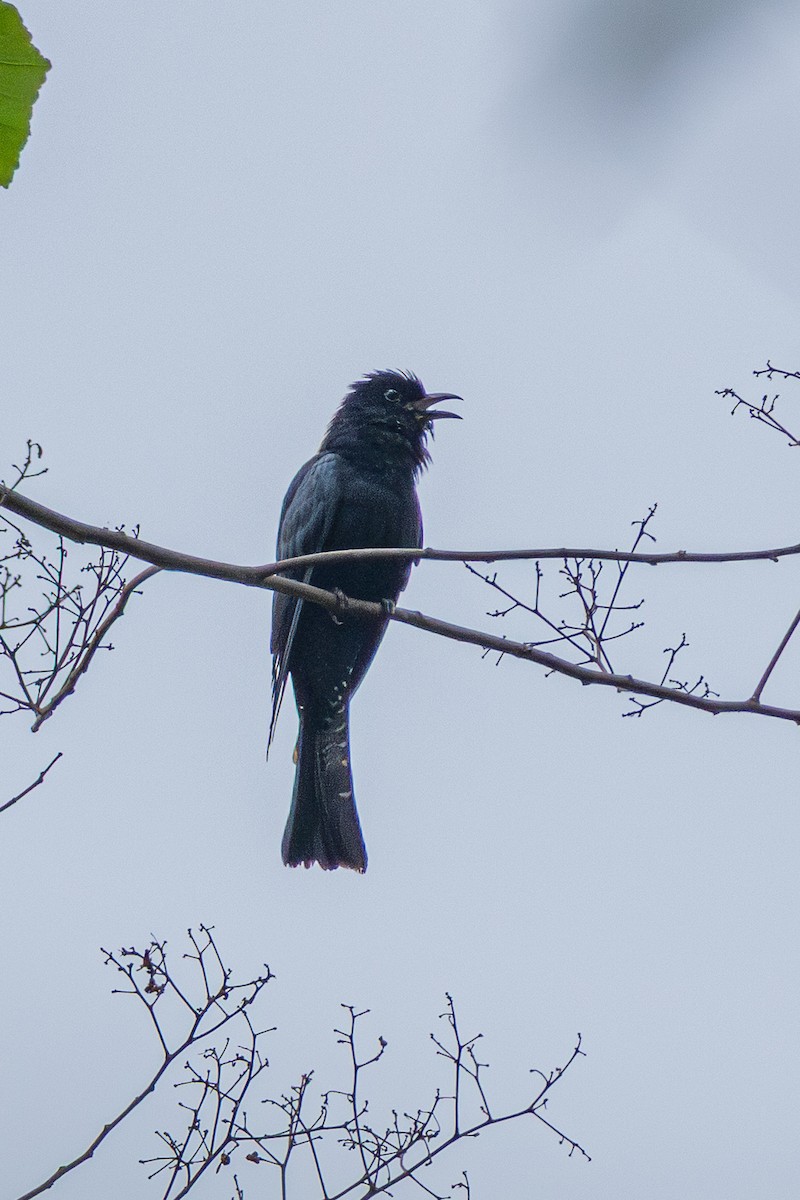 glansdrongogjøk - ML644582407