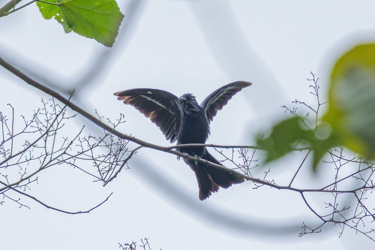 glansdrongogjøk - ML644582408