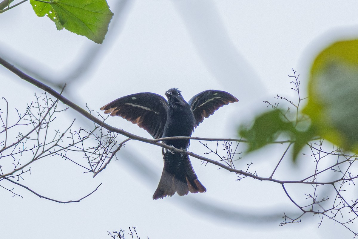 glansdrongogjøk - ML644582409