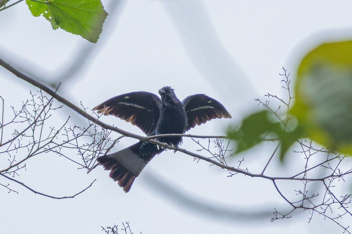 glansdrongogjøk - ML644582410