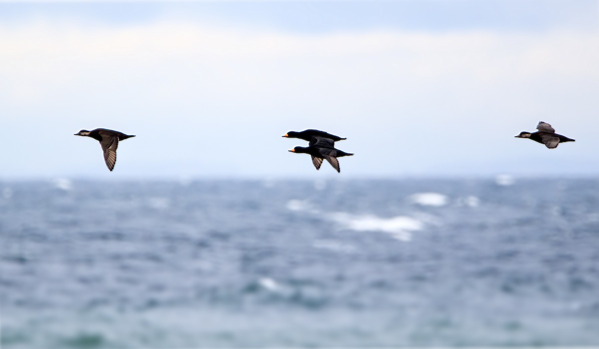 Black Scoter - ML644582411