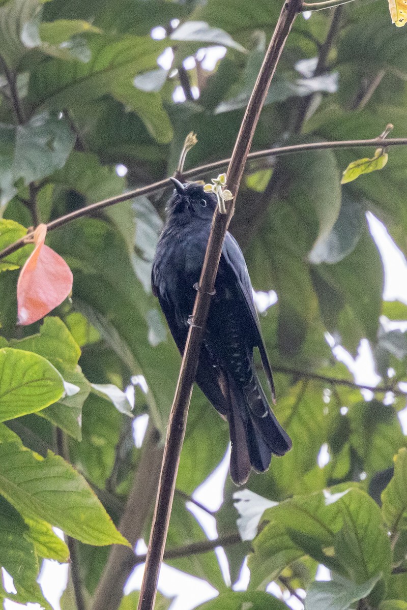 glansdrongogjøk - ML644582422