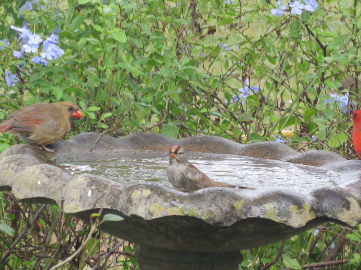 White-crowned Sparrow - ML644582424