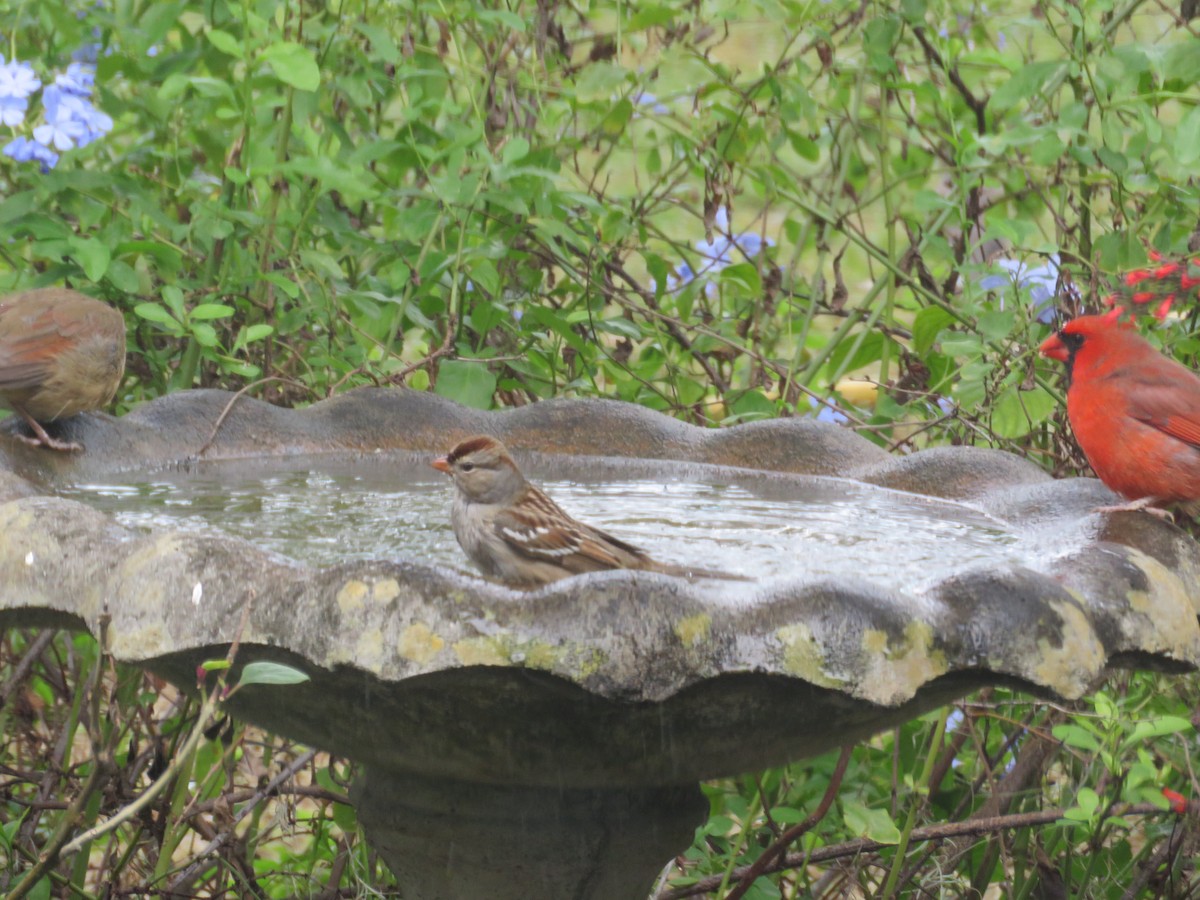 White-crowned Sparrow - ML644582425