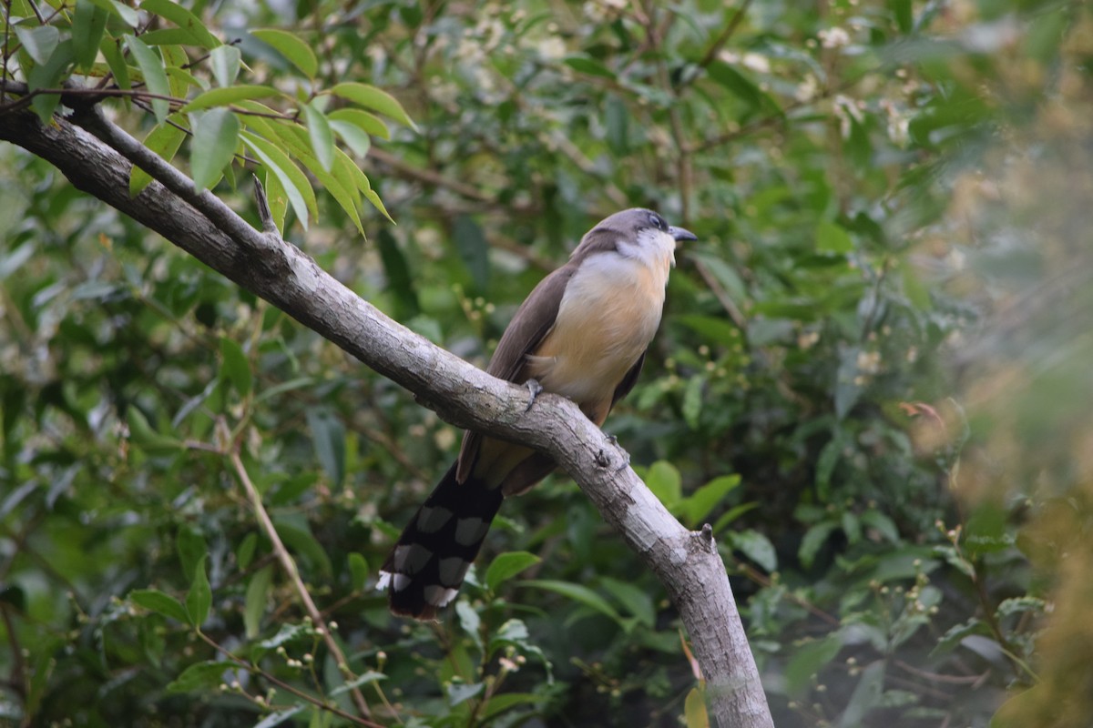 Галапагосская пиайя - ML644582426