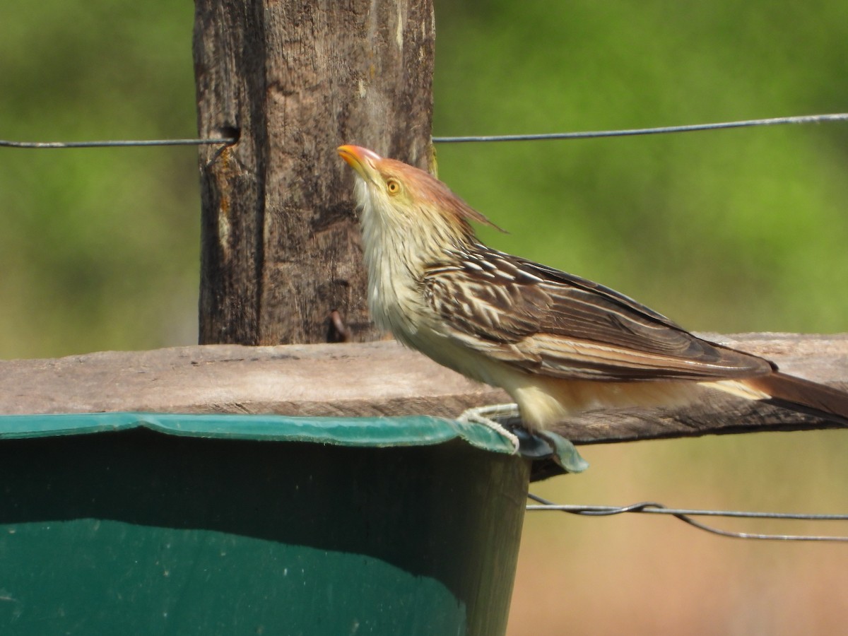 Guirakuckuck - ML644582428