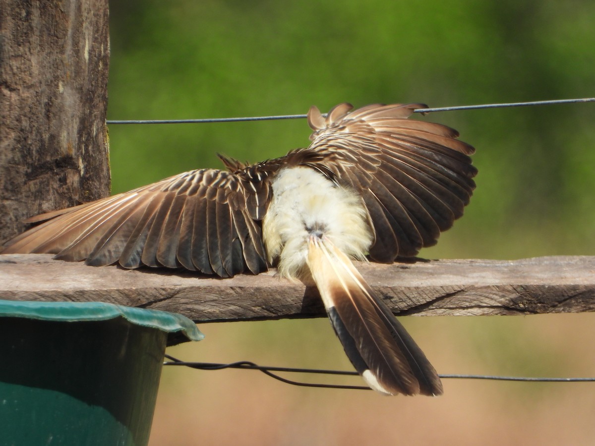 Guirakuckuck - ML644582429