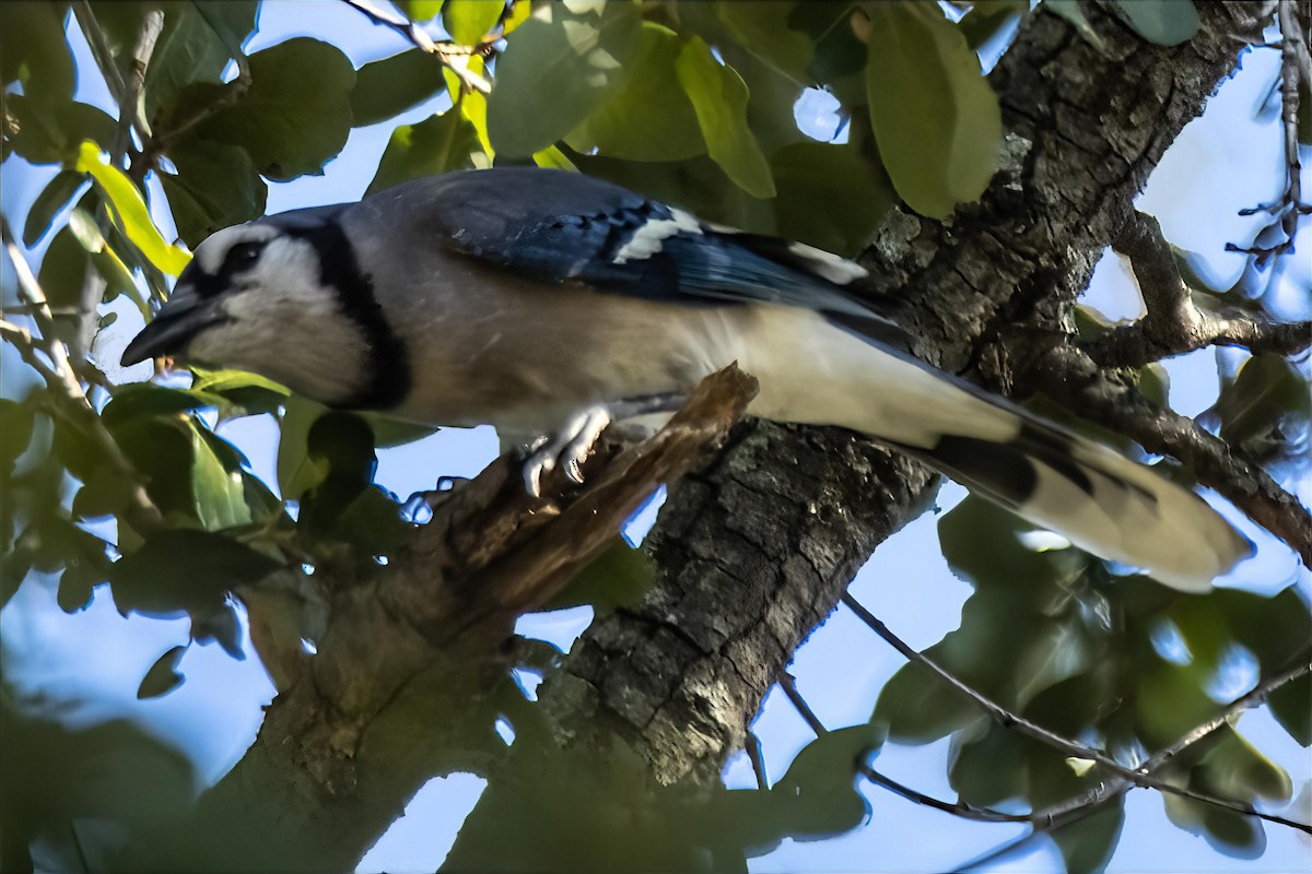 Blue Jay - ML644582434
