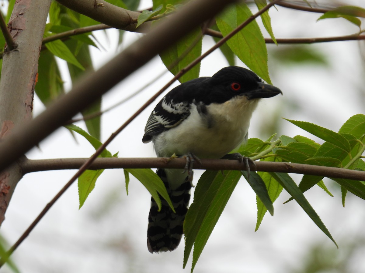 Great Antshrike - ML644582440