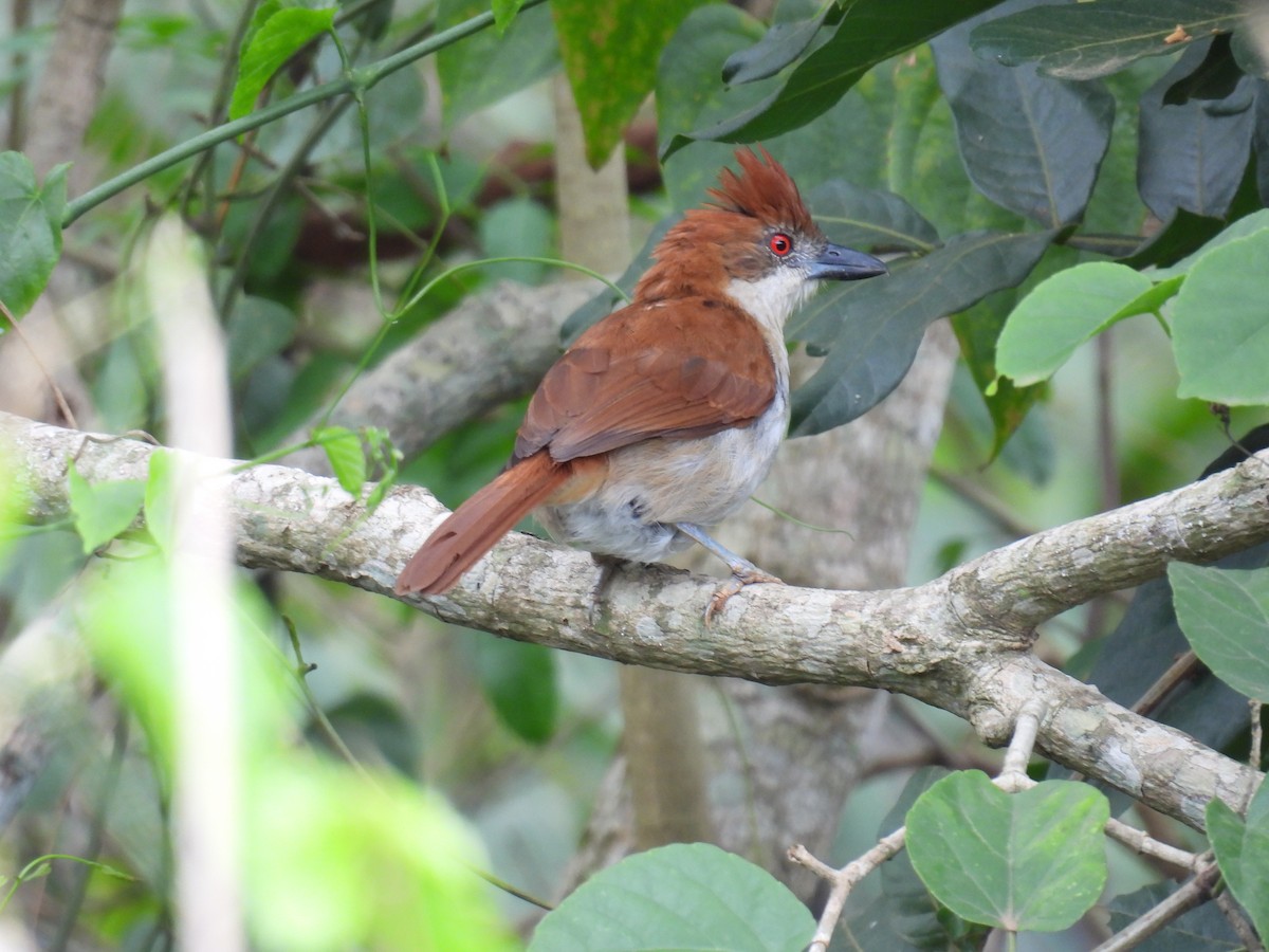 Great Antshrike - ML644582441