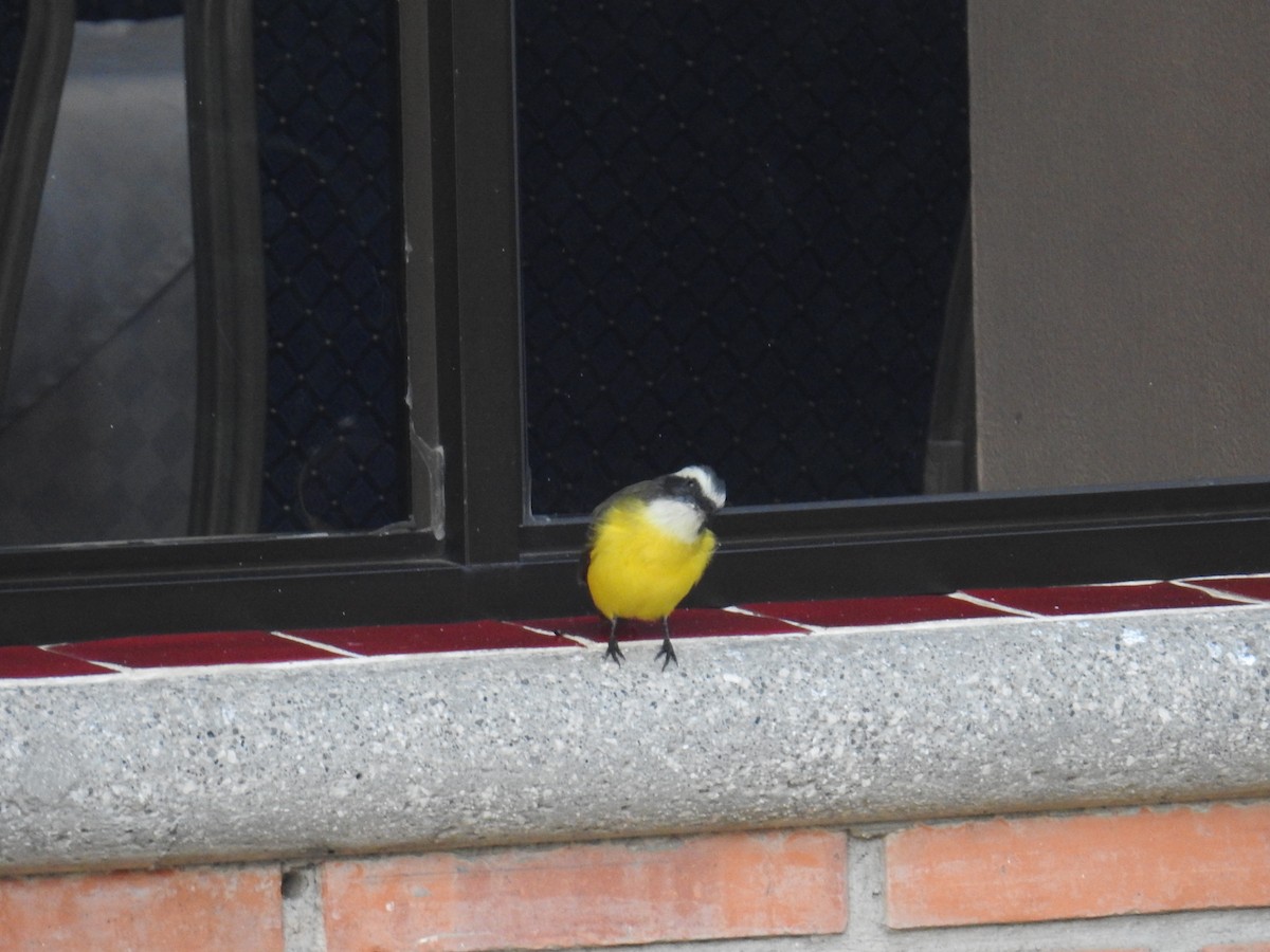 Great Kiskadee - ML644582443