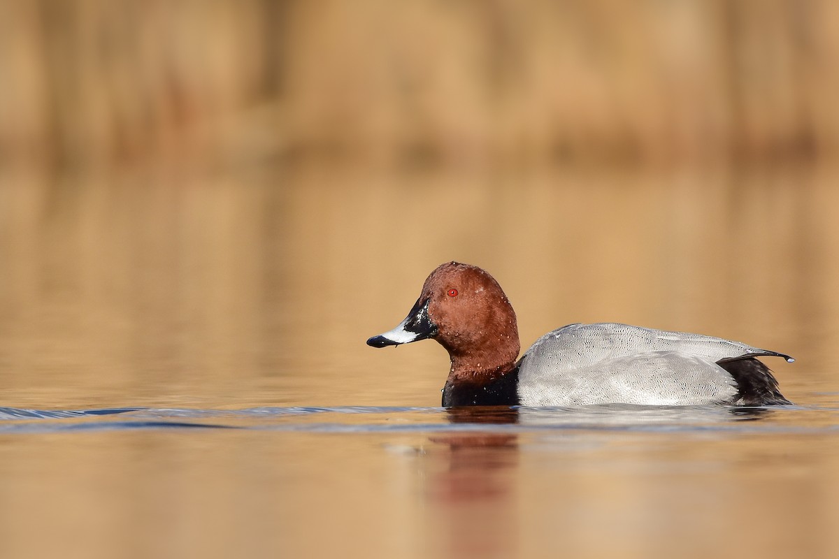Common Pochard - ML644582444