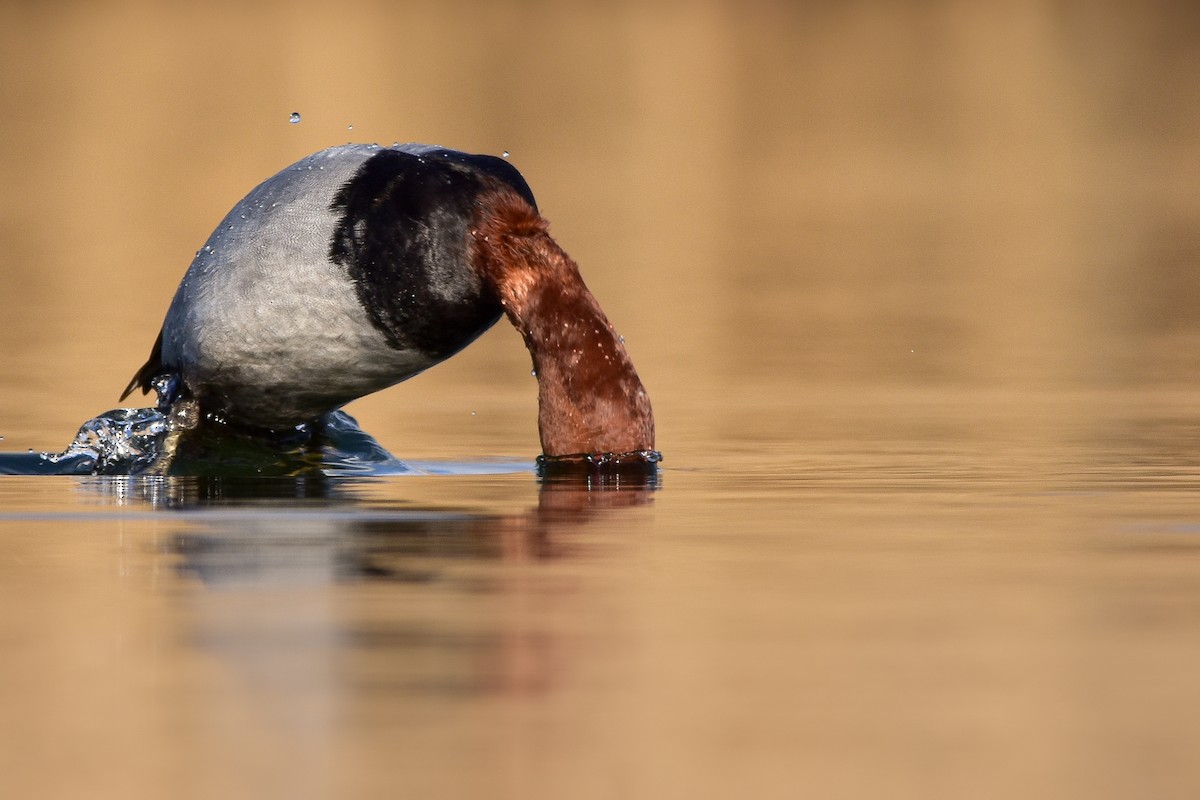 Common Pochard - ML644582447