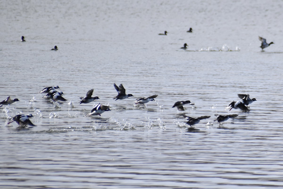 Bufflehead - ML644582449