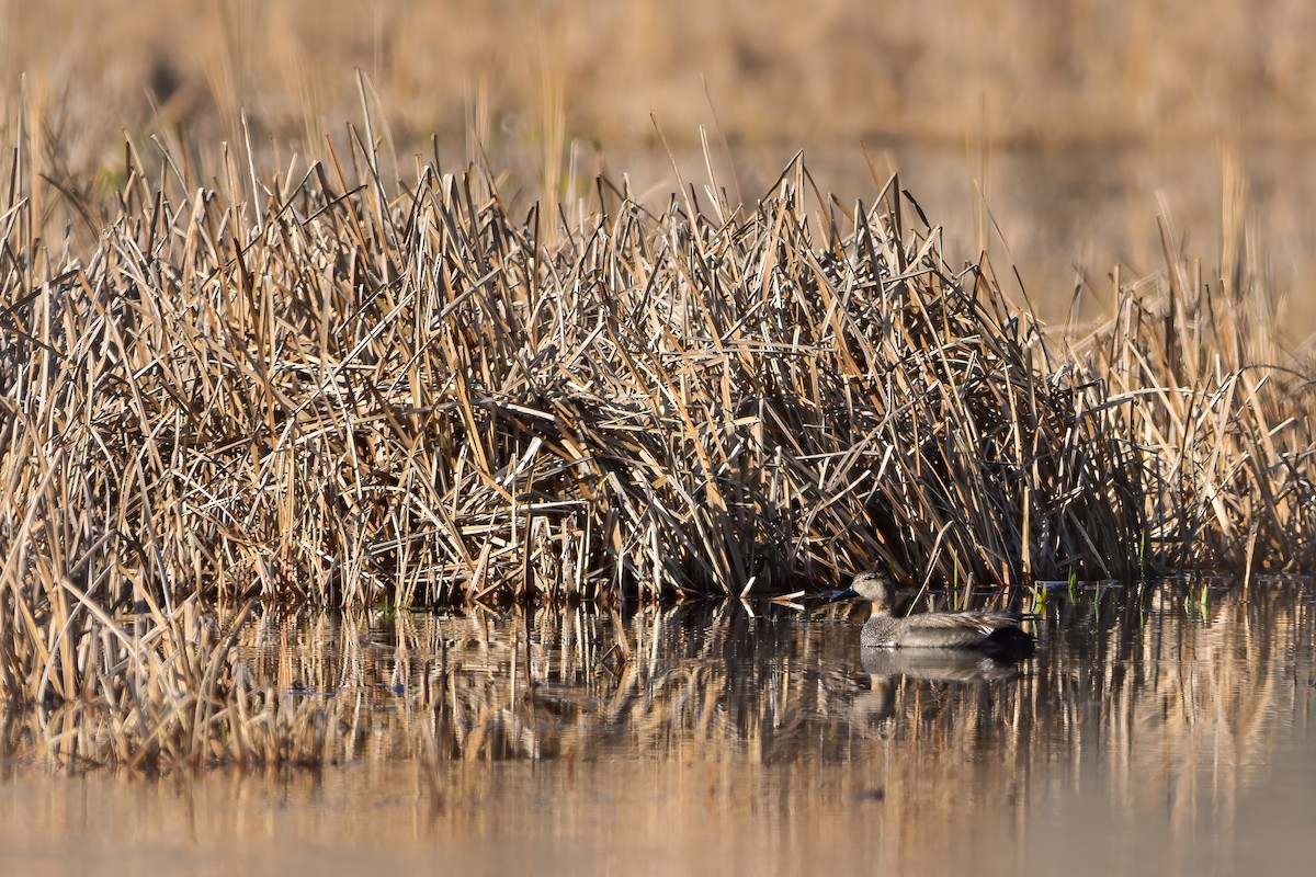 Gadwall - ML644582450