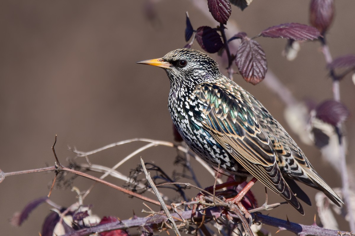 European Starling - ML644582452