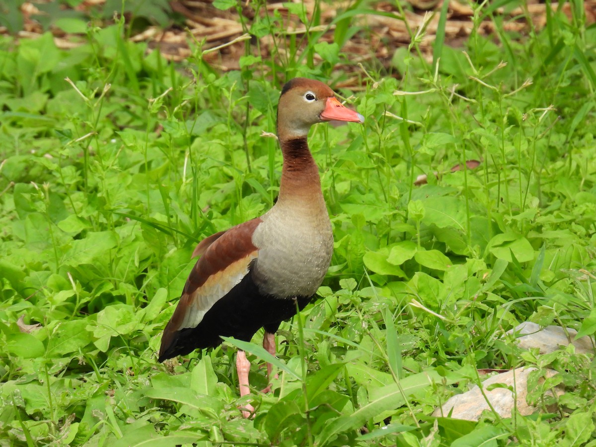 rødnebbplystreand - ML644582454