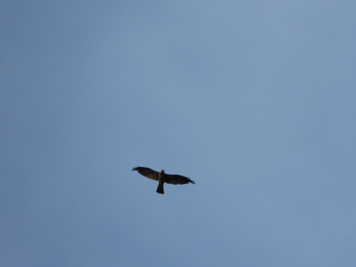 Mississippi Kite - ML644582458