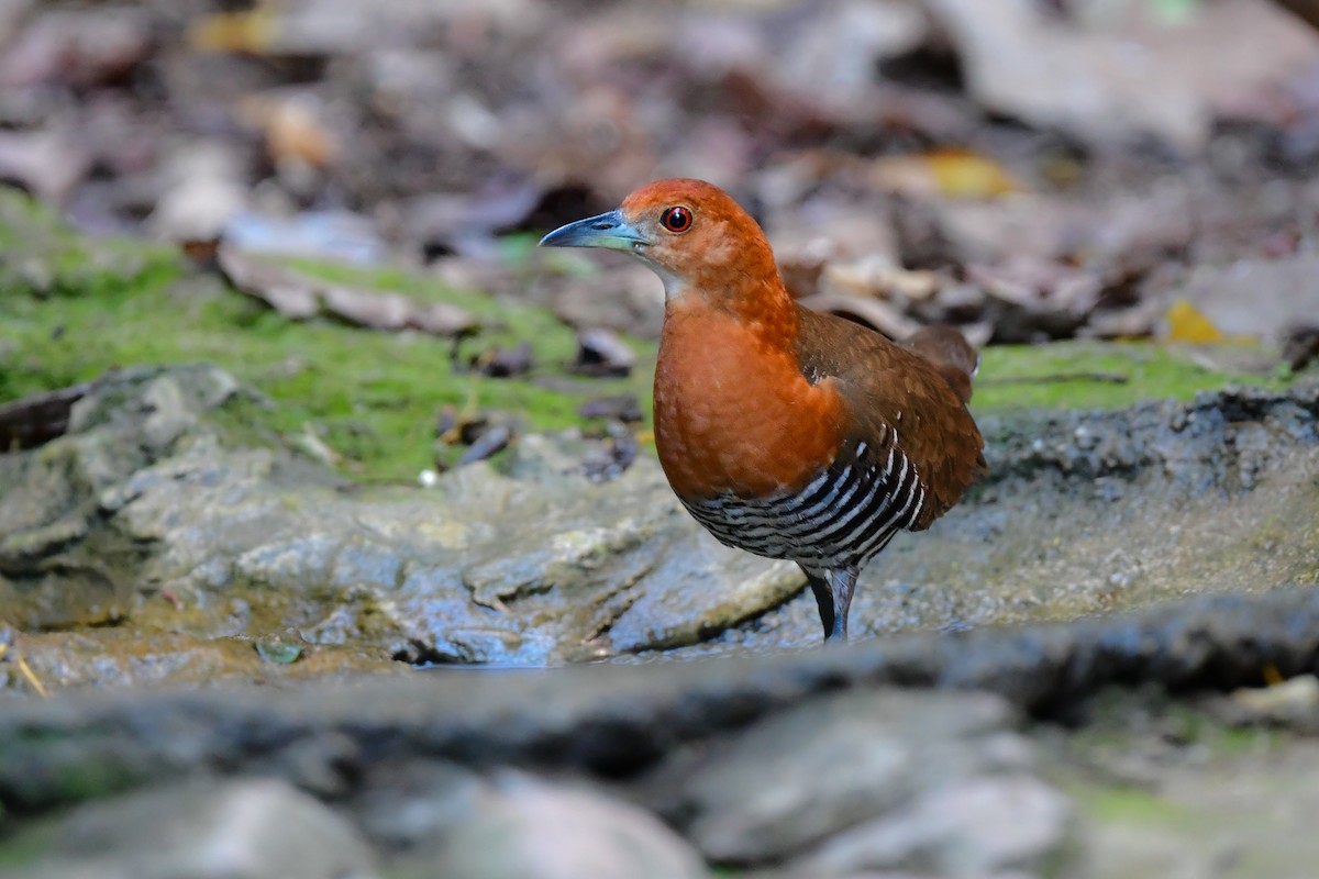 Slaty-legged Crake - ML644582460