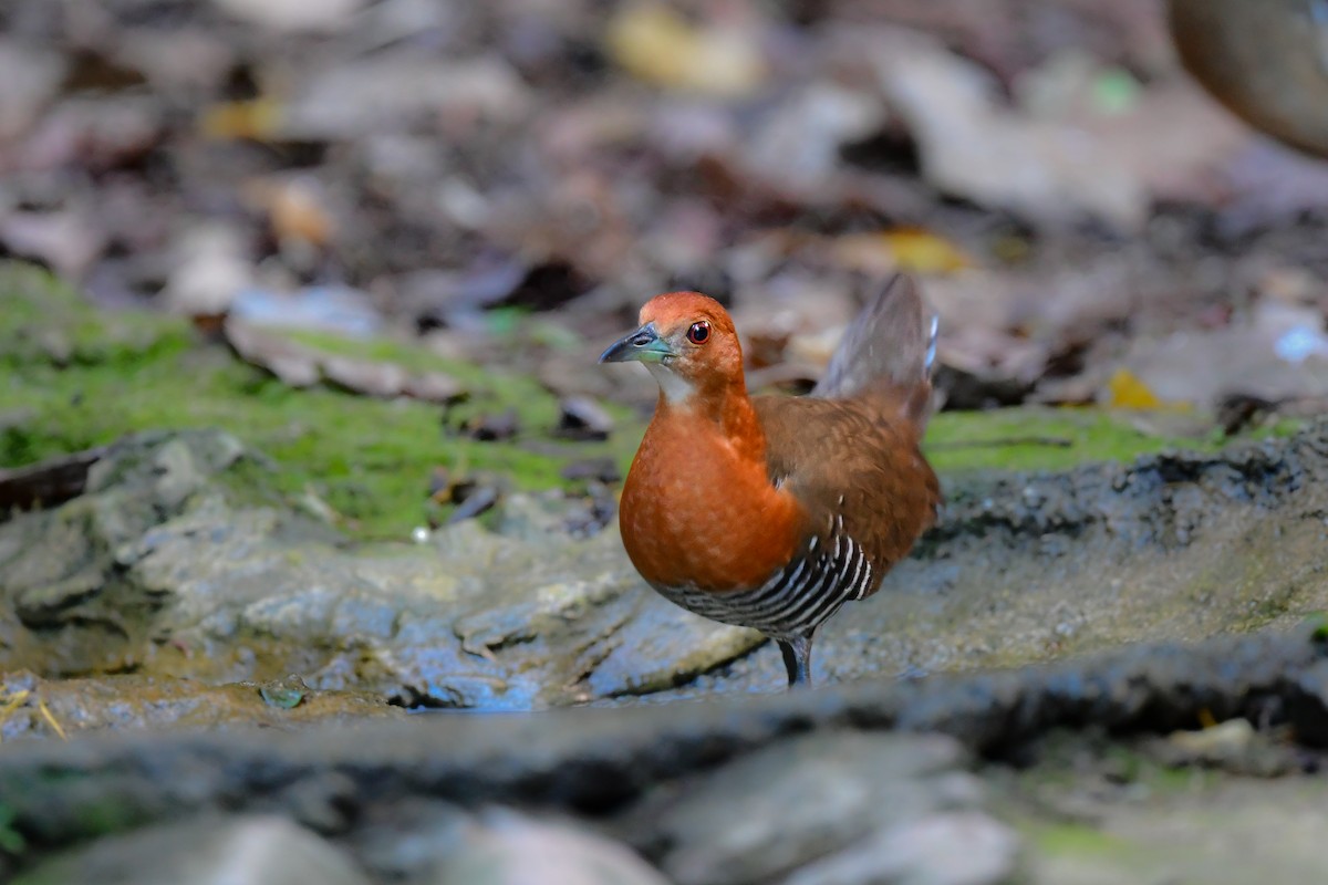 Slaty-legged Crake - ML644582461