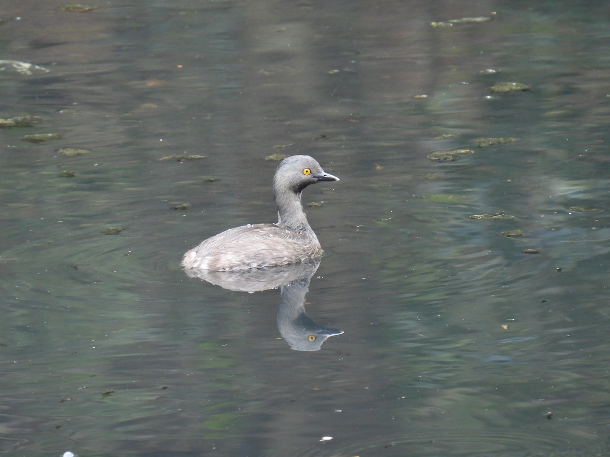 pygmédykker - ML644582463