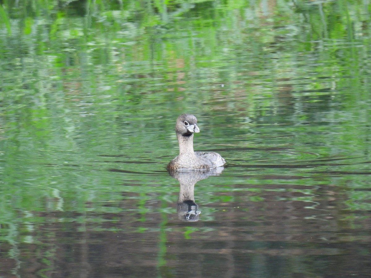 Kalın Gagalı Batağan - ML644582465