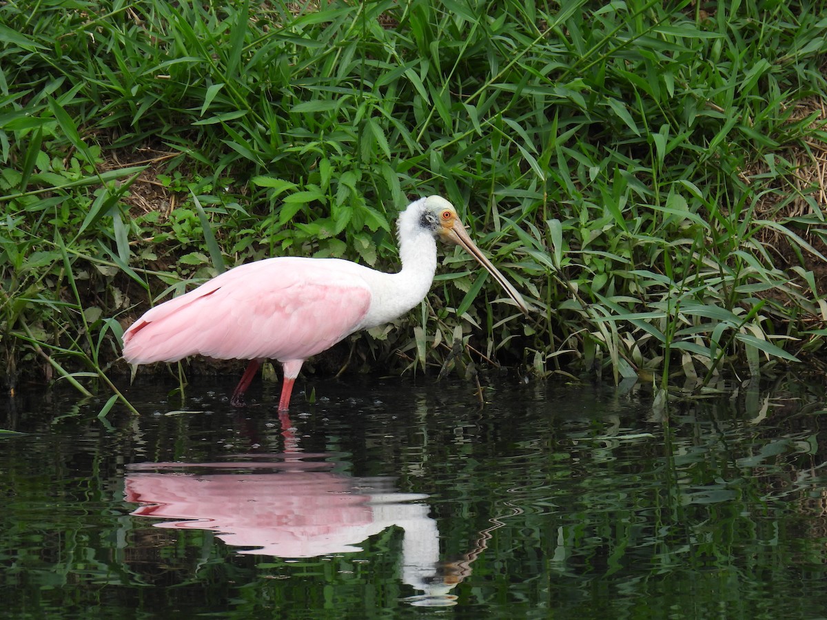 Mokozabal arrosa - ML644582467