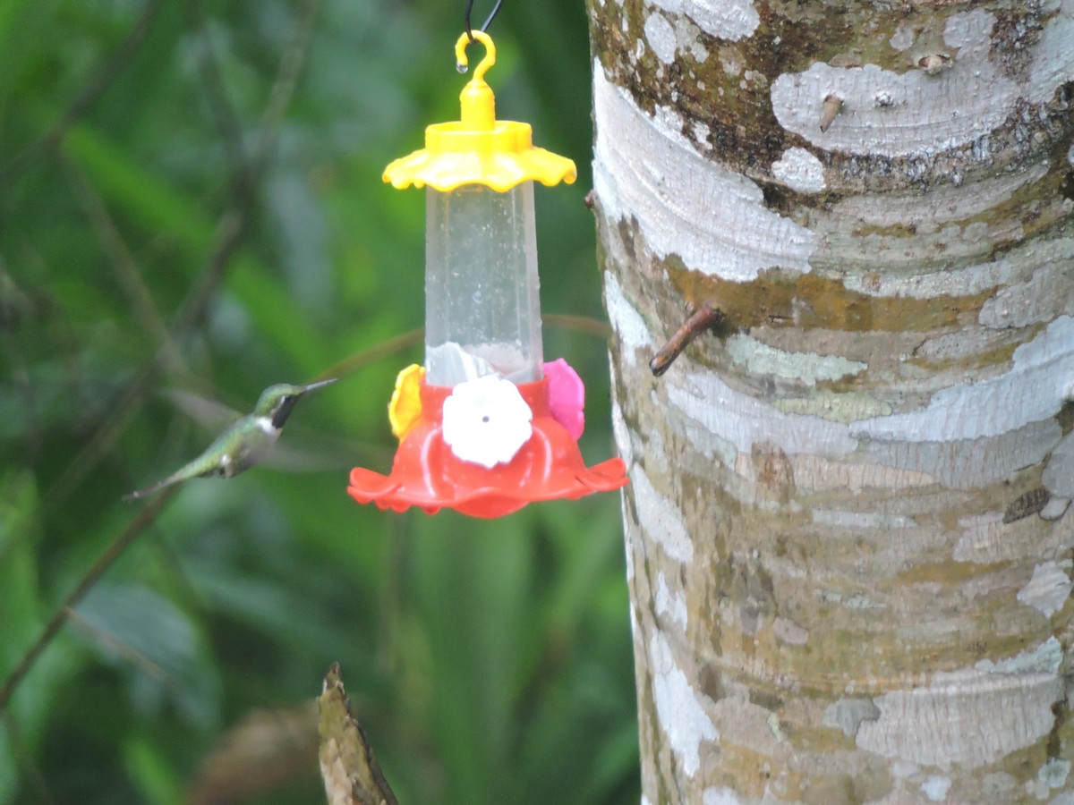 Колібрі-аметист білочеревий - ML644582471