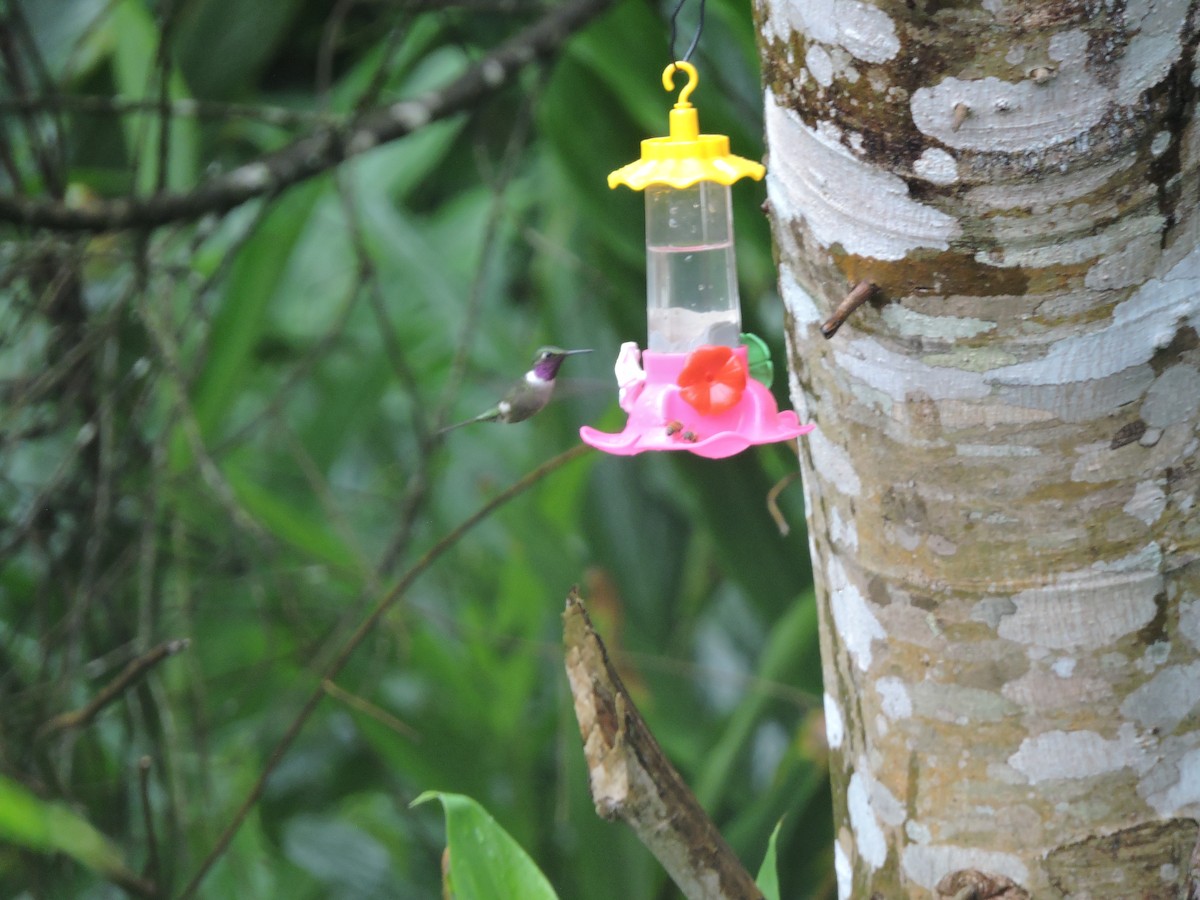 Колібрі-аметист білочеревий - ML644582472