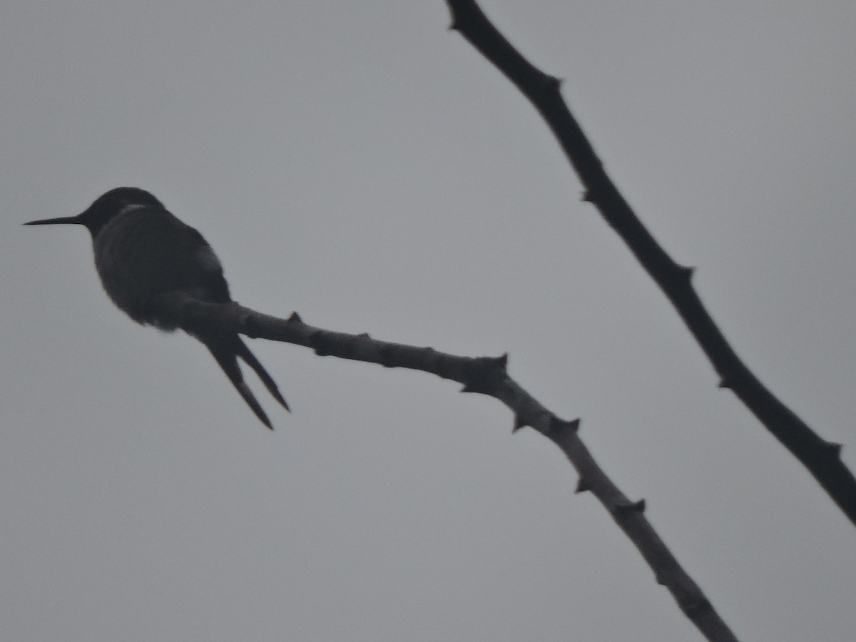 Колібрі-аметист білочеревий - ML644582473