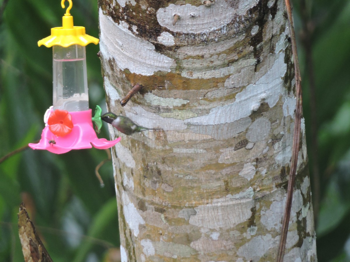 Колібрі-аметист білочеревий - ML644582475