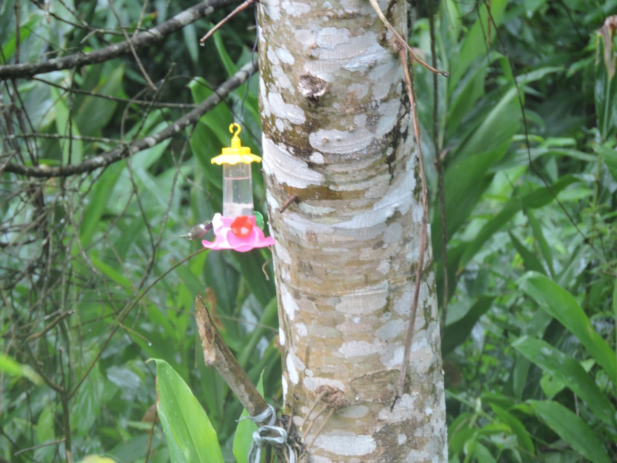 Колібрі-аметист білочеревий - ML644582476