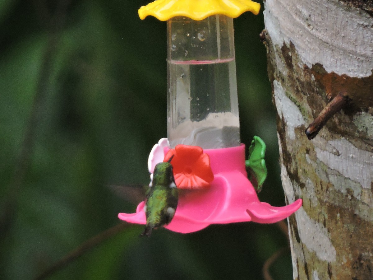 Колібрі-аметист білочеревий - ML644582477