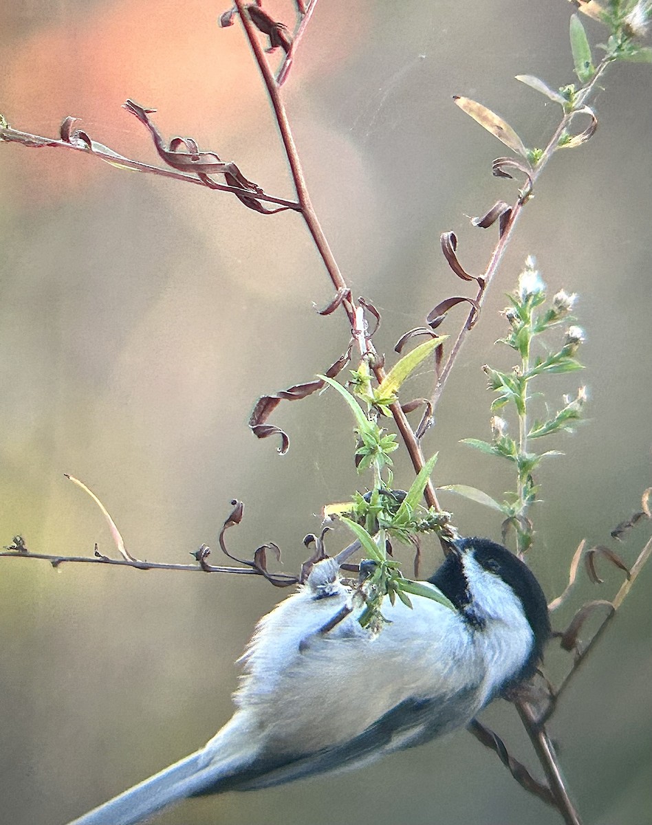 Black-capped Chickadee - ML644582485