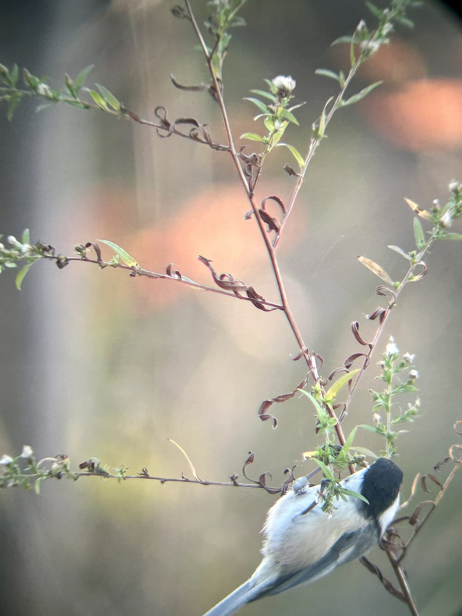 Black-capped Chickadee - ML644582486