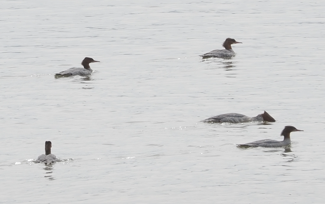 Common Merganser - ML644582495