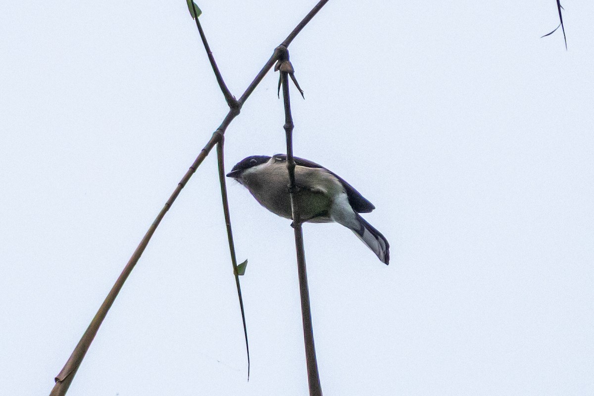 Hémipe gobemouche - ML644582501