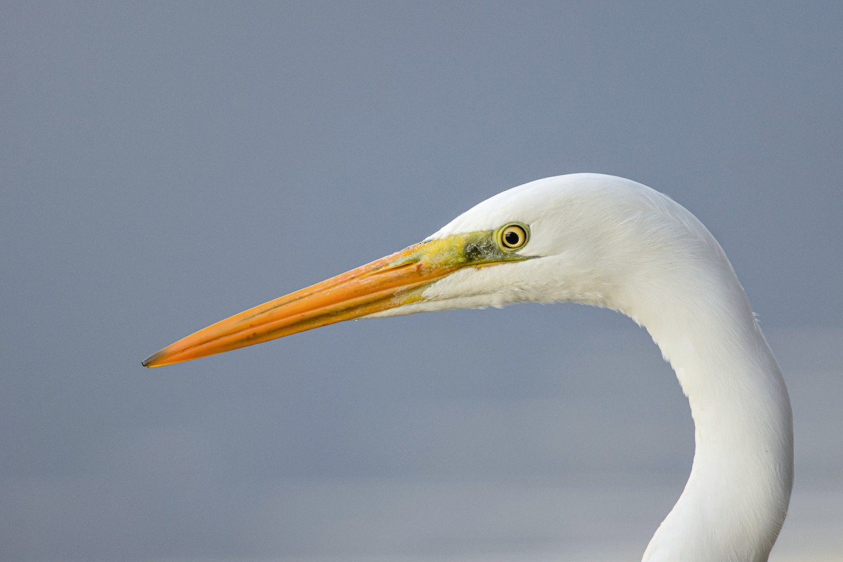 Great Egret - ML644582507