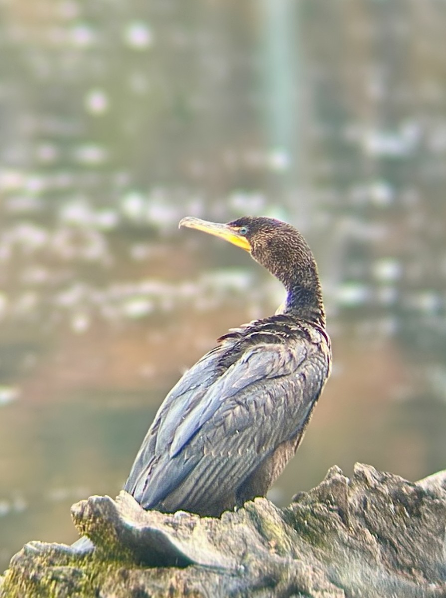 Double-crested Cormorant - ML644582508