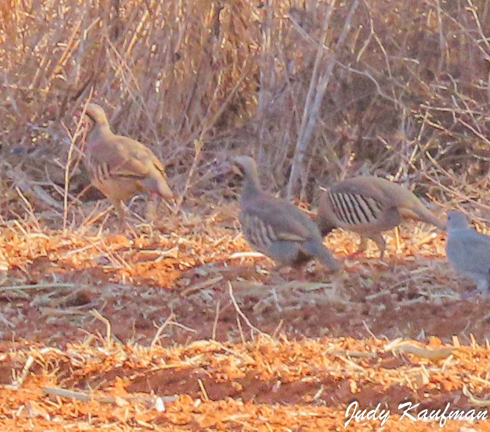 Chukar - ML644582515