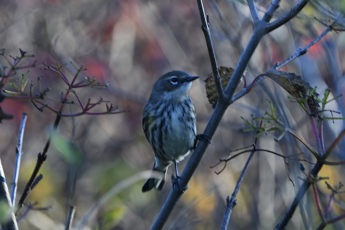 Paruline à croupion jaune - ML644582516
