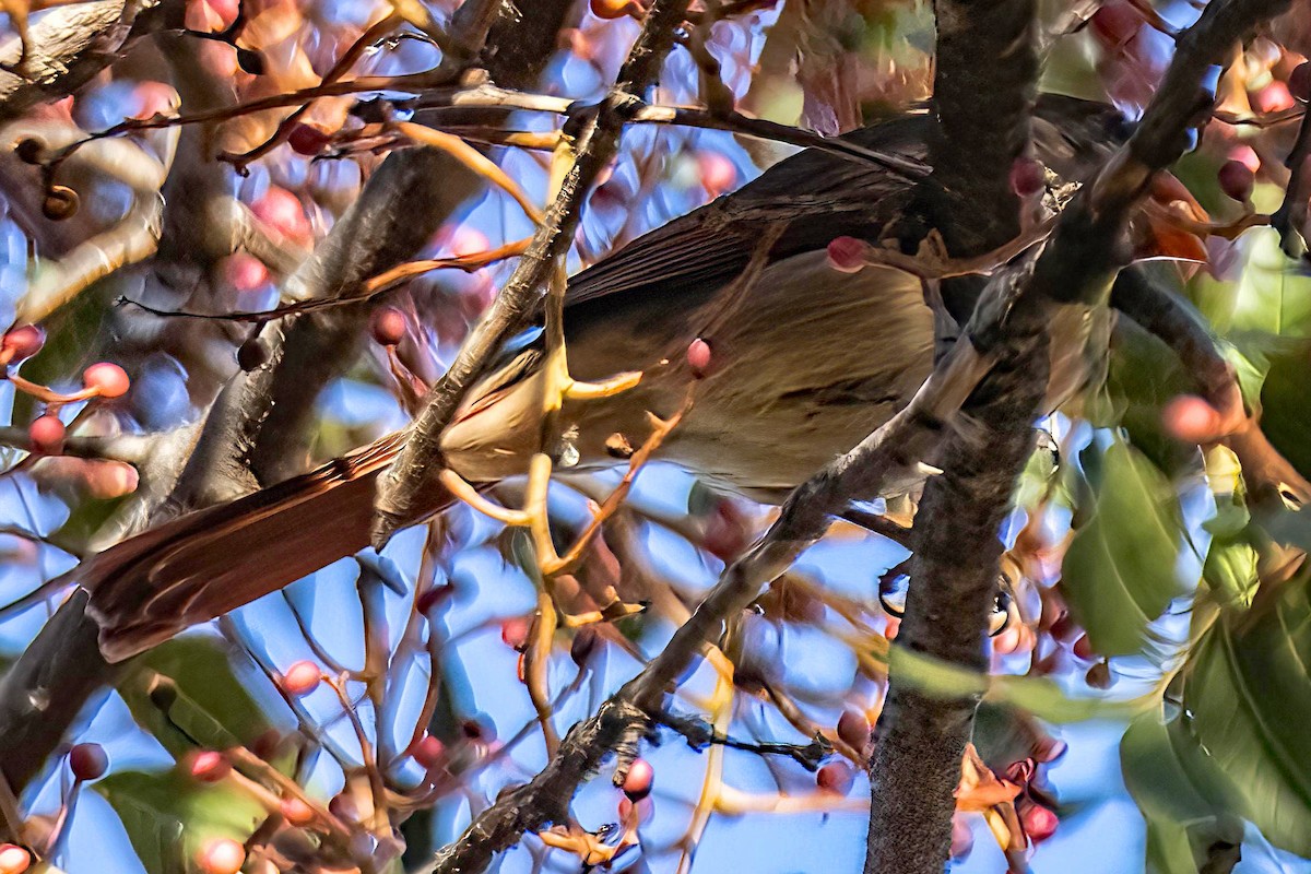 rødkardinal - ML644582517