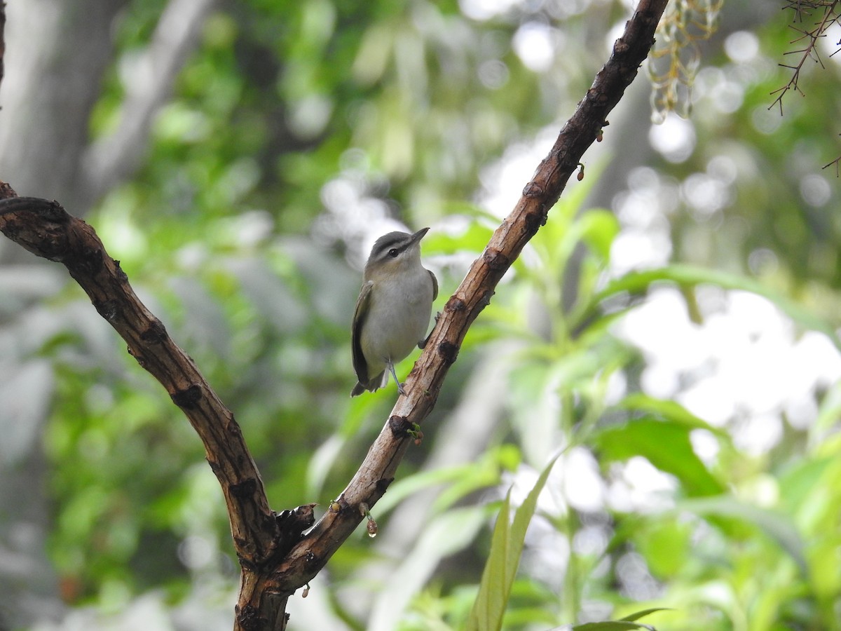 Kızıl Gözlü Vireo - ML644582518