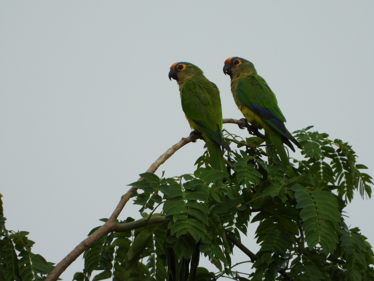 Аратинга бразильський - ML644582519