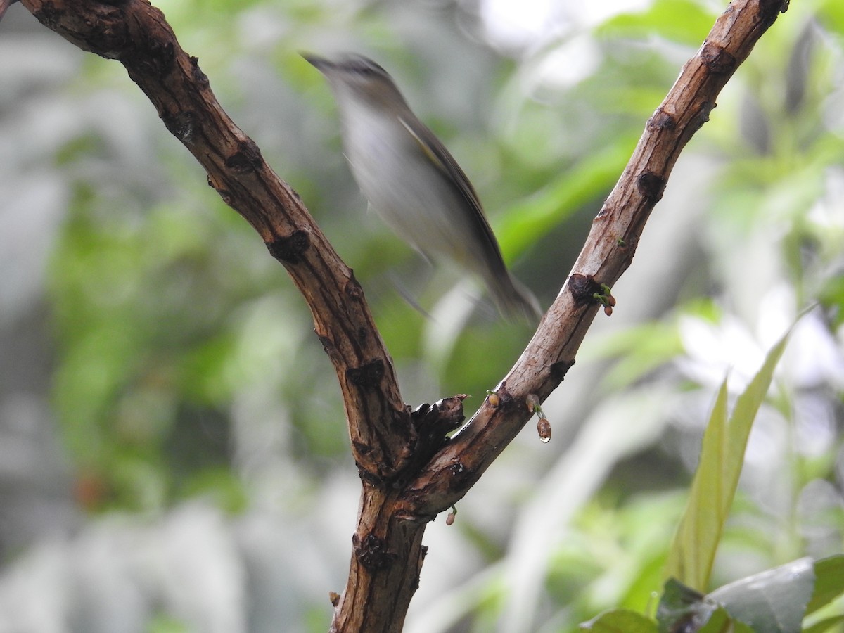 Kızıl Gözlü Vireo - ML644582520