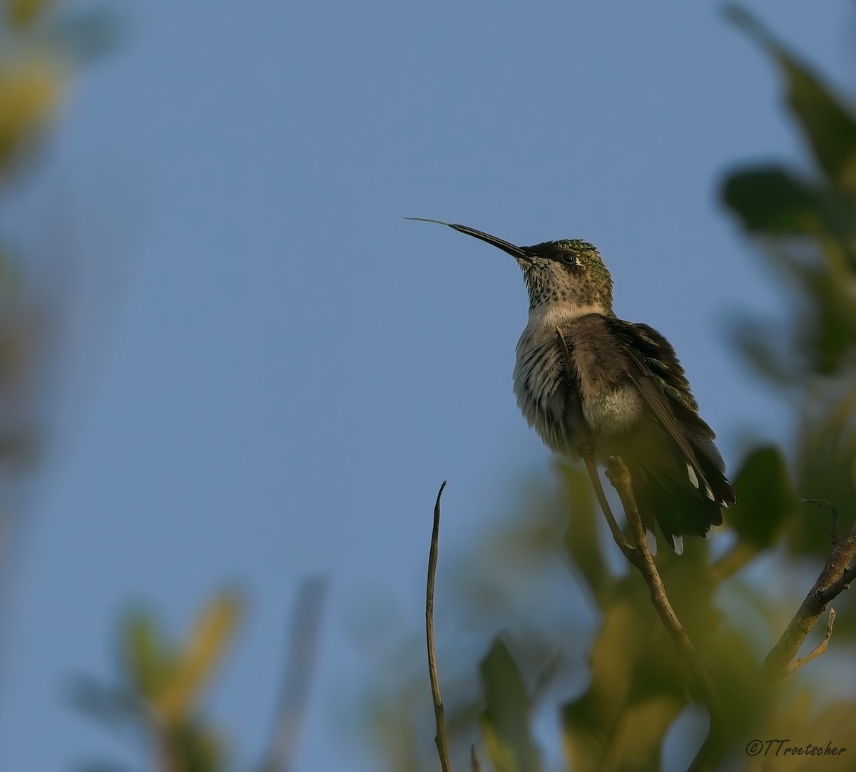 Рубиновогорлый колибри - ML644582522