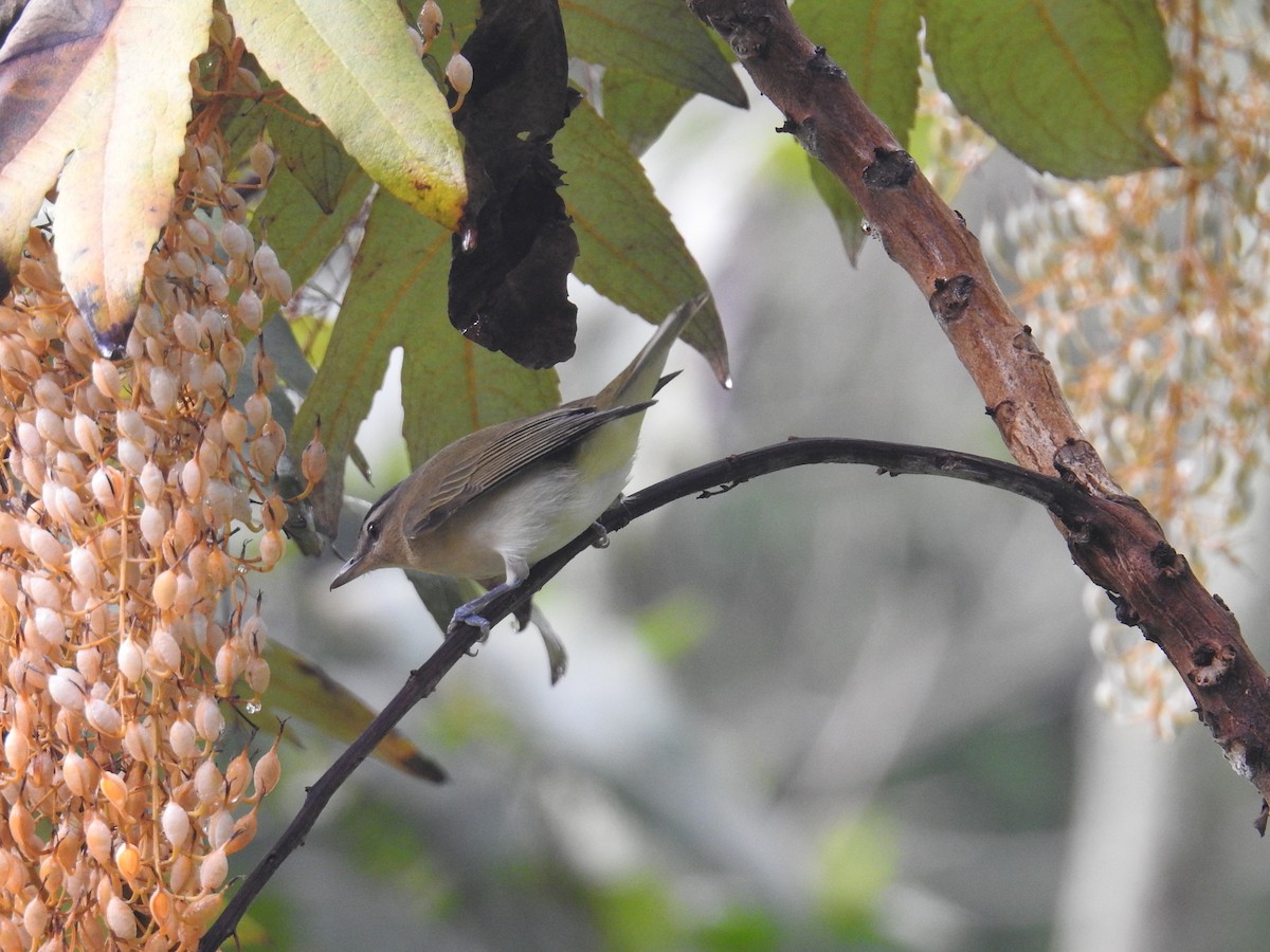 Kızıl Gözlü Vireo - ML644582523