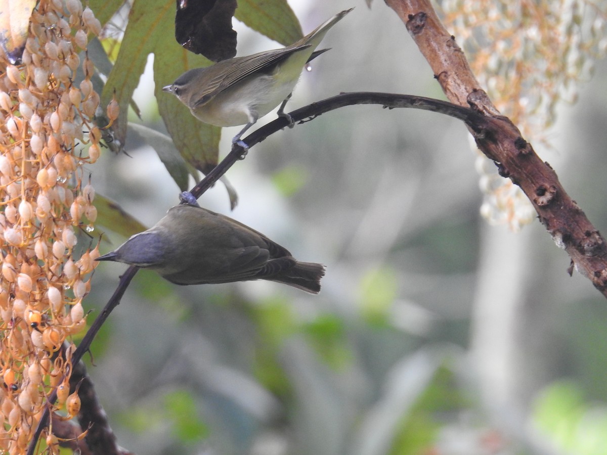 Kızıl Gözlü Vireo - ML644582524